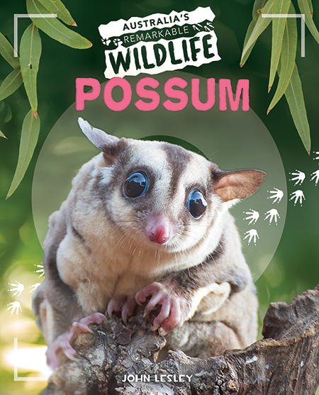 Possum