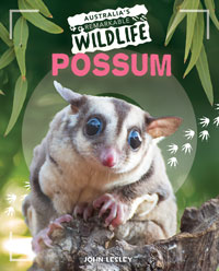 Possum