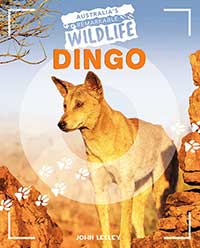 Dingo